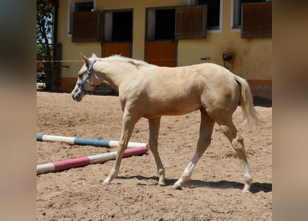 American Quarter Horse, Stallone, , Palomino