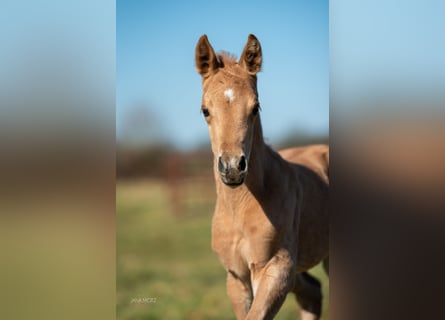 American Quarter Horse, Stallone, , Palomino