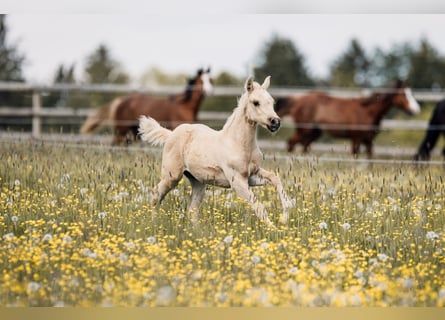 American Quarter Horse, Stallone, Puledri (03/2026), Palomino