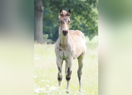 American Quarter Horse, Stallone, Puledri (05/2025), Pelle di daino American Quarter Horse, Stallone, Puledri (05/2025), Pelle di daino