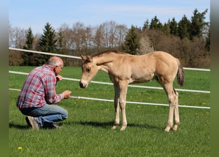 American Quarter Horse, Stallone, Puledri (03/2026), Pelle di daino