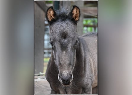 American Quarter Horse, Stallone, , Roano blu