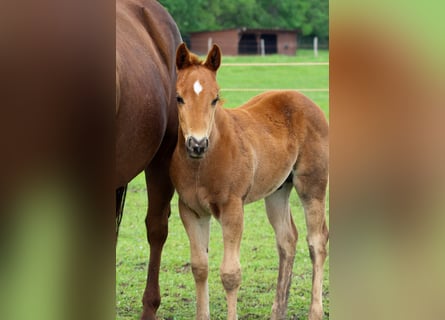 American Quarter Horse, Stallone, , Sauro ciliegia