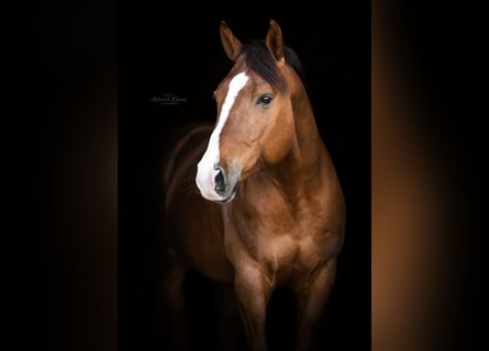 American Quarter Horse, Stallone, 8 Anni, 154 cm, Sauro scuro