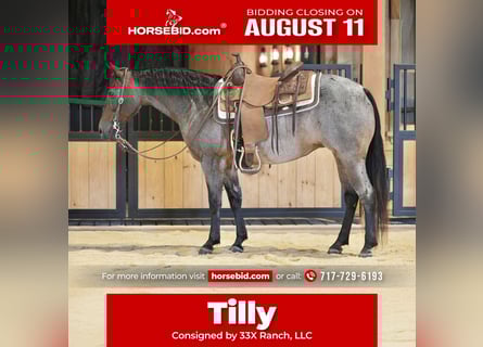 American Quarter Horse, Stute, 10 Jahre, 140 cm, Roan-Bay