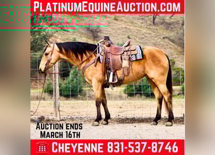 American Quarter Horse, Stute, 10 Jahre, 147 cm, Buckskin