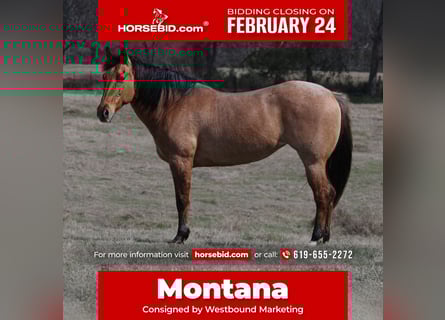 American Quarter Horse, Stute, 10 Jahre, 150 cm