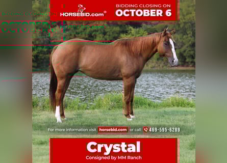 American Quarter Horse, Stute, 10 Jahre, 150 cm, Red Dun