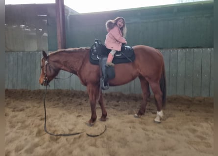 American Quarter Horse, Stute, 10 Jahre, 152 cm, Fuchs