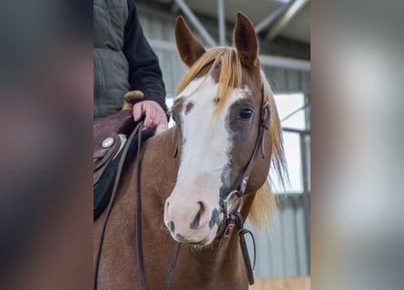 American Quarter Horse, Stute, 10 Jahre, 152 cm, Fuchs