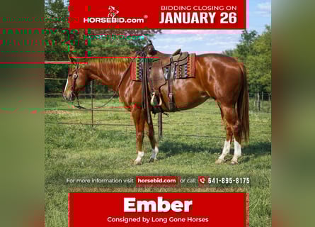 American Quarter Horse, Stute, 10 Jahre, 155 cm, Rotfuchs