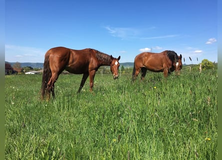 American Quarter Horse, Stute, 10 Jahre, 163 cm, Dunkelfuchs
