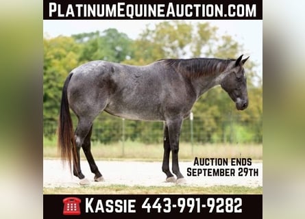 American Quarter Horse, Stute, 10 Jahre, Roan-Blue