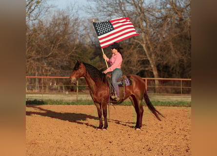American Quarter Horse, Stute, 10 Jahre, Rotbrauner