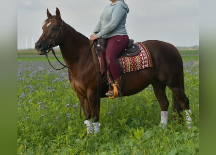 American Quarter Horse, Stute, 11 Jahre, 145 cm, Dunkelfuchs