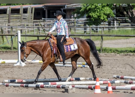 American Quarter Horse, Stute, 11 Jahre, 150 cm, Brauner