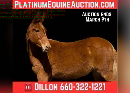 American Quarter Horse, Stute, 11 Jahre, 150 cm, Dunkelfuchs