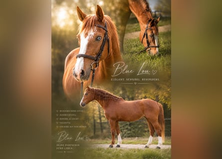 American Quarter Horse Mix, Stute, 11 Jahre, 150 cm, Fuchs