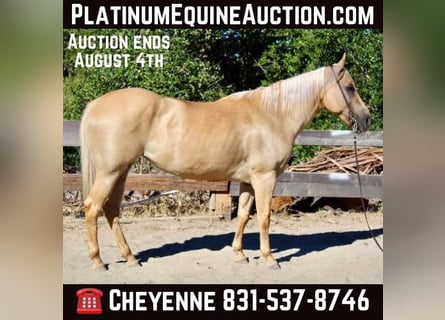 American Quarter Horse, Stute, 11 Jahre, 150 cm, Palomino