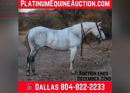 American Quarter Horse, Stute, 11 Jahre, 150 cm, Schimmel