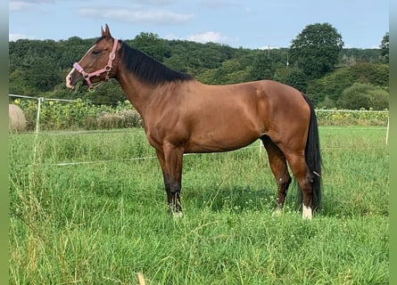 American Quarter Horse, Stute, 11 Jahre, 152 cm, Brauner