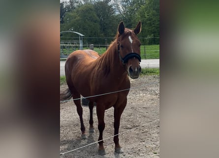 American Quarter Horse, Stute, 11 Jahre, 155 cm, Dunkelfuchs