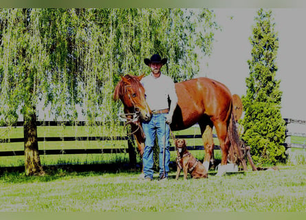 American Quarter Horse, Stute, 11 Jahre, 155 cm, Fuchs
