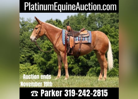 American Quarter Horse, Stute, 11 Jahre, Dunkelfuchs