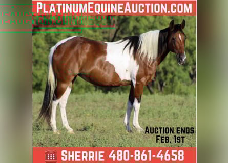 American Quarter Horse, Stute, 11 Jahre, Tobiano-alle-Farben