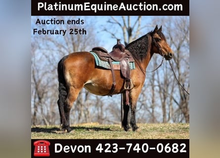 American Quarter Horse, Stute, 12 Jahre, 142 cm, Buckskin