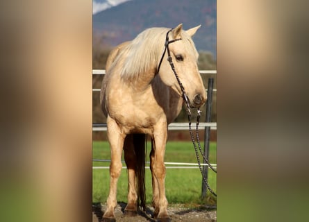 American Quarter Horse, Stute, 12 Jahre, 145 cm, Palomino