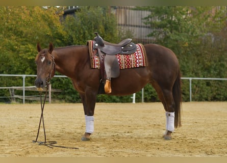 American Quarter Horse, Stute, 12 Jahre, 146 cm, Dunkelfuchs