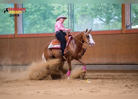 American Quarter Horse, Stute, 12 Jahre, 148 cm, Palomino