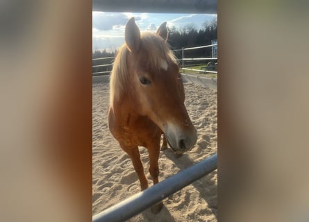 American Quarter Horse Mix, Stute, 12 Jahre, 150 cm, Fuchs