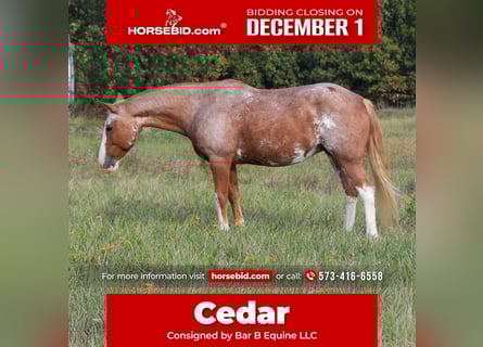 American Quarter Horse Mix, Stute, 12 Jahre, 150 cm, Roan-Red