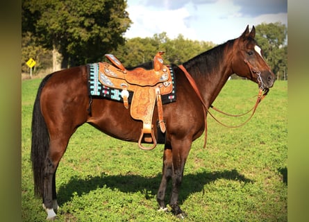 American Quarter Horse, Stute, 12 Jahre, 150 cm, Rotbrauner