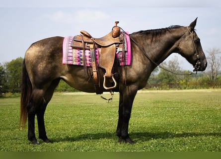 American Quarter Horse, Stute, 12 Jahre, 152 cm, Buckskin