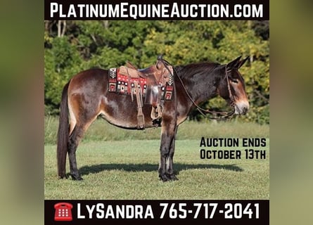 American Quarter Horse, Stute, 12 Jahre, 152 cm, Rotbrauner