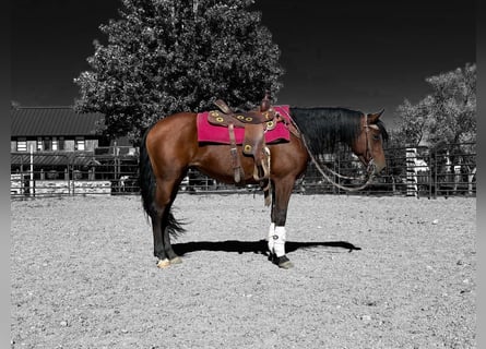 American Quarter Horse, Stute, 12 Jahre, 152 cm, Rotbrauner