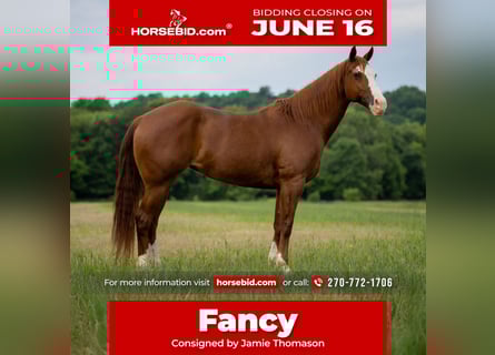 American Quarter Horse, Stute, 12 Jahre, 155 cm, Roan-Red