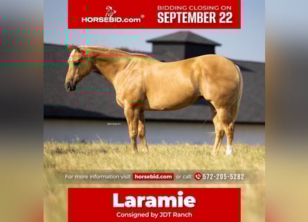 American Quarter Horse, Stute, 12 Jahre, 165 cm, Palomino