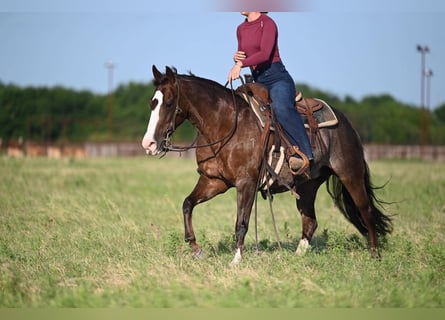 American Quarter Horse, Stute, 12 Jahre, Roan-Red