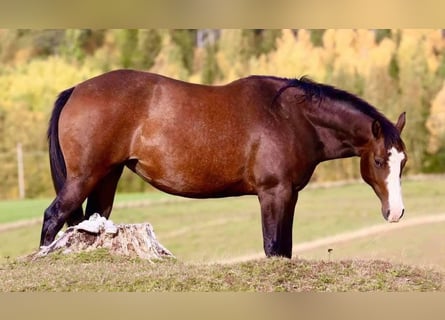 American Quarter Horse, Stute, 13 Jahre, 147 cm, Brauner