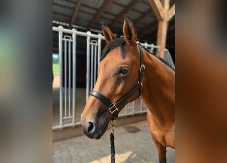 American Quarter Horse, Stute, 13 Jahre, 148 cm, Brauner
