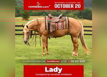 American Quarter Horse, Stute, 13 Jahre, 150 cm, Palomino