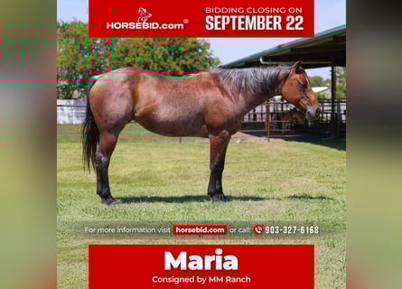 American Quarter Horse, Stute, 13 Jahre, 150 cm, Roan-Bay