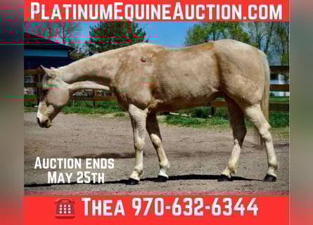 American Quarter Horse, Stute, 13 Jahre, 152 cm, Palomino