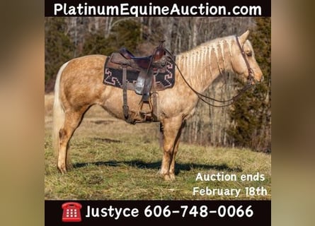 American Quarter Horse, Stute, 13 Jahre, 155 cm, Palomino