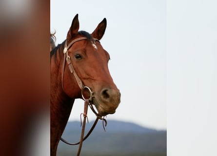 American Quarter Horse, Stute, 13 Jahre, Brauner