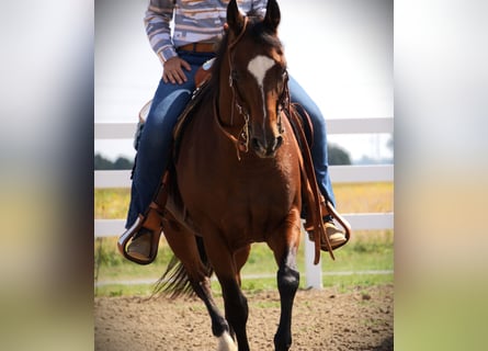 American Quarter Horse, Stute, 13 Jahre, Rotbrauner